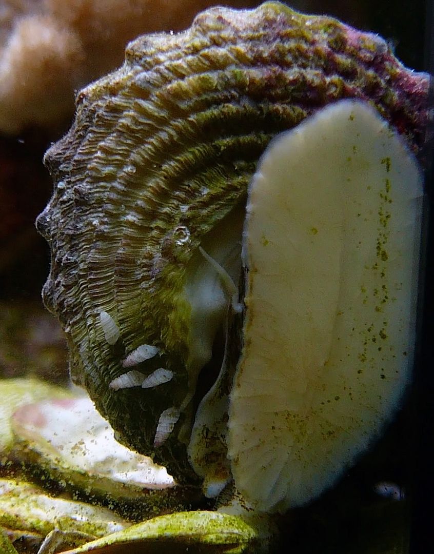 CLAM HELP pics(pinched mantle disease?) WMAS Message Board